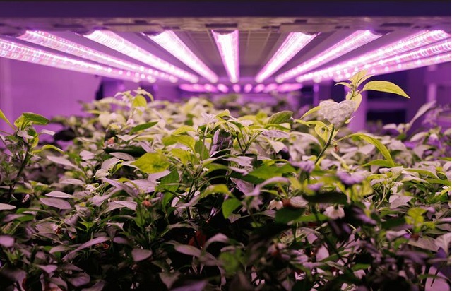 Ứng dụng của đèn LED trong mọi lĩnh vực đời sống